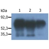 IP - Anti-PAG1 Antibody [PAG-C1] (A85668)