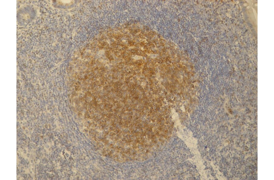 Immunohistochemistry - Anti-PAG1 Antibody [PAG-C1] (A85667) - Antibodies.com