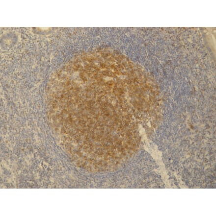 Immunohistochemistry - Anti-PAG1 Antibody [PAG-C1] (A85667) - Antibodies.com