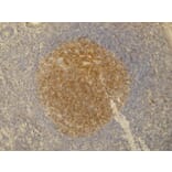 Immunohistochemistry - Anti-PAG1 Antibody [PAG-C1] (A85667) - Antibodies.com