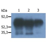 Immunoprecipitation - Anti-PAG1 Antibody [PAG-C1] (A85668) - Antibodies.com