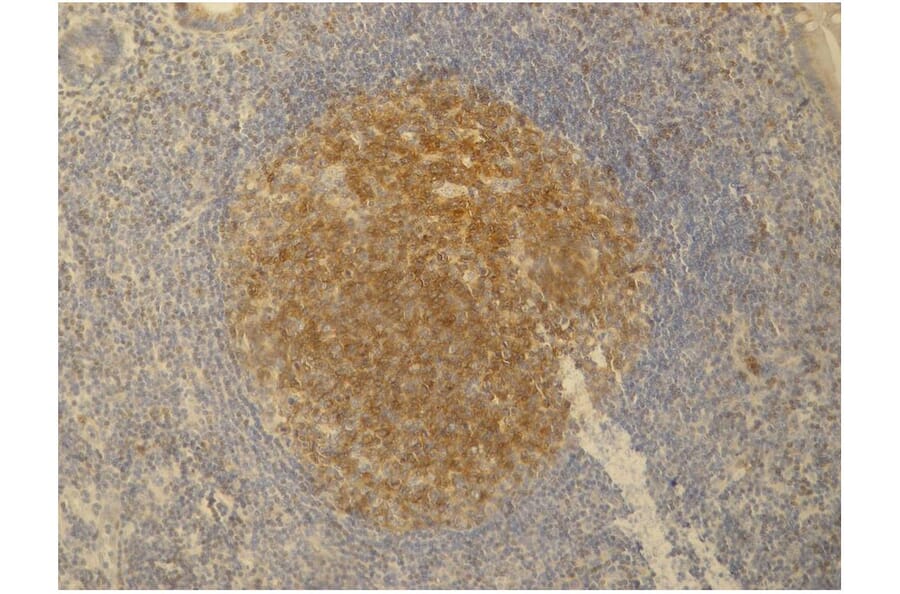 IHC - Anti-PAG1 Antibody [PAG-C1] (A85668)