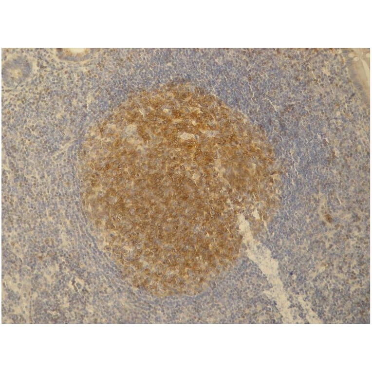IHC - Anti-PAG1 Antibody [PAG-C1] (A85668)