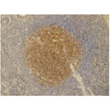 IHC - Anti-PAG1 Antibody [PAG-C1] (A85668)