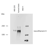 WB - Anti-Neurofilament H Antibody [NF-05] (A85669)