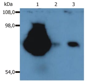 WB - Anti-CD44 Antibody [MEM-263] (A85675)