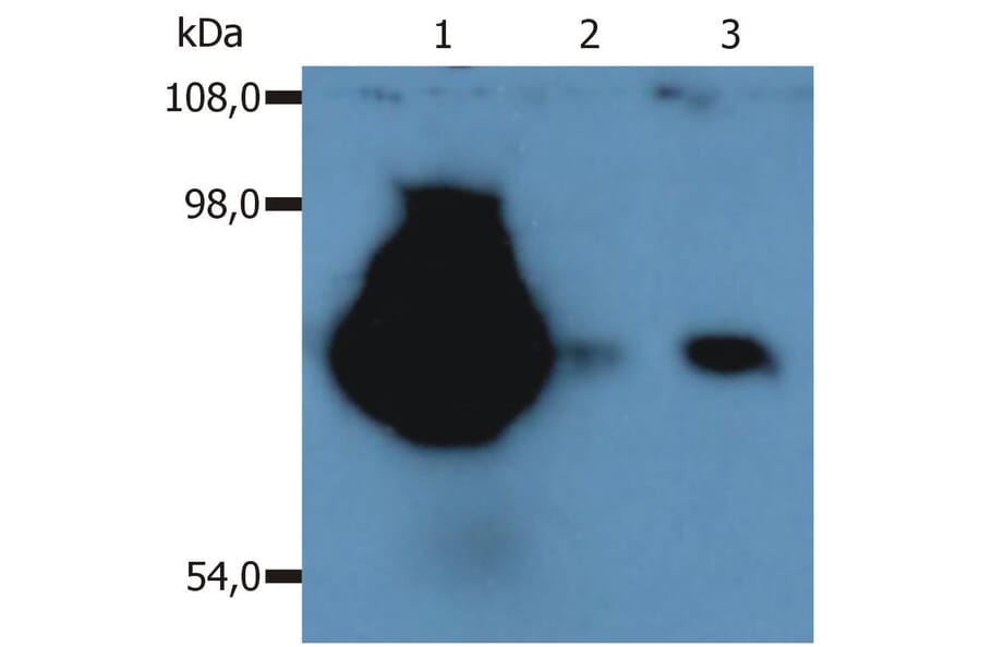 WB - Anti-CD44 Antibody [MEM-263] (A85675)