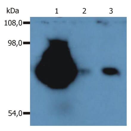 WB - Anti-CD44 Antibody [MEM-263] (A85675)