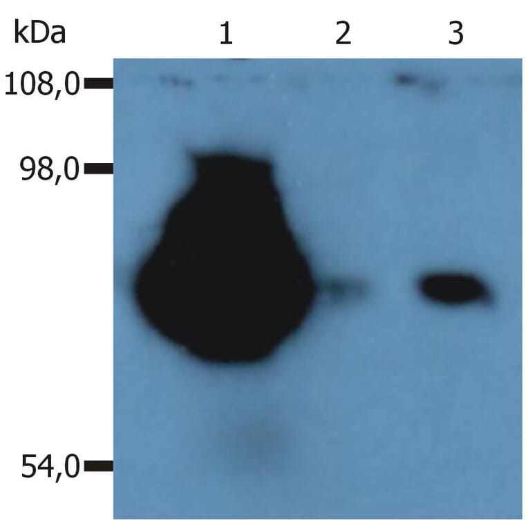 WB - Anti-CD44 Antibody [MEM-263] (A85675)