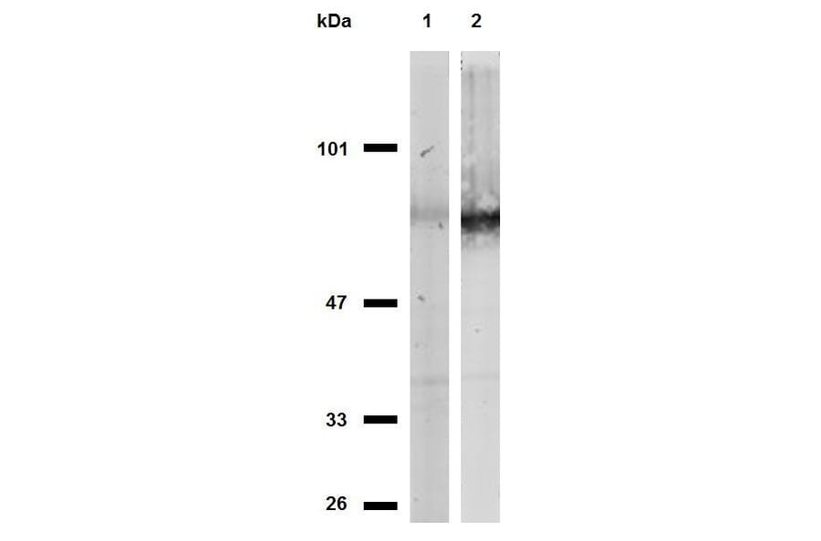 Western Blot - Anti-CD44 Antibody [MEM-263] (A85673) - Antibodies.com