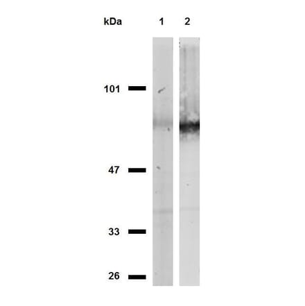 Western Blot - Anti-CD44 Antibody [MEM-263] (A85673) - Antibodies.com