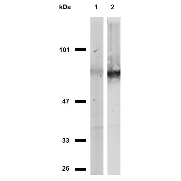 Western Blot - Anti-CD44 Antibody [MEM-263] (A85673) - Antibodies.com
