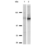 Western Blot - Anti-CD44 Antibody [MEM-263] (A85673) - Antibodies.com