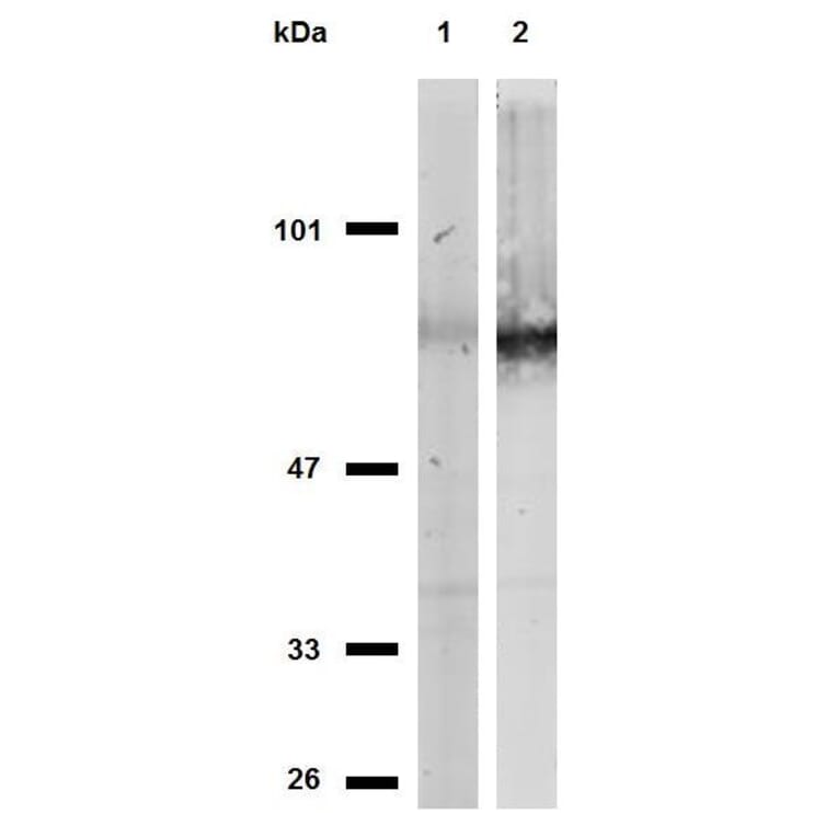 WB - Anti-CD44 Antibody [MEM-263] (A85675)