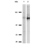 WB - Anti-CD44 Antibody [MEM-263] (A85675)