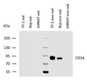 WB - Anti-ICAM1 Antibody [MEM-111] (A85684)