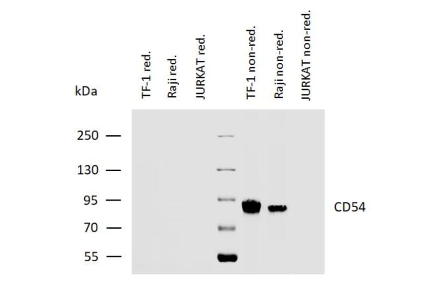 WB - Anti-ICAM1 Antibody [MEM-111] (A85684)