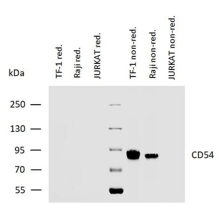 WB - Anti-ICAM1 Antibody [MEM-111] (A85684)