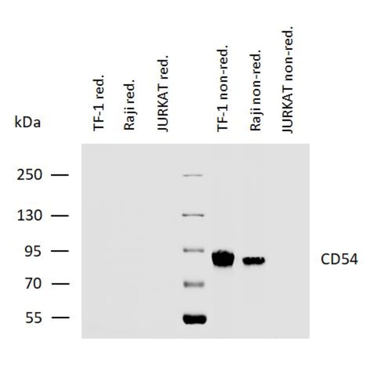WB - Anti-ICAM1 Antibody [MEM-111] (A85684)