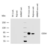 WB - Anti-ICAM1 Antibody [MEM-111] (A85684)