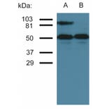 Western Blot - Anti-ICAM1 Antibody [MEM-111] (A85681) - Antibodies.com