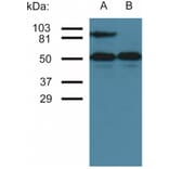 WB - Anti-ICAM1 Antibody [MEM-111] (A85684)