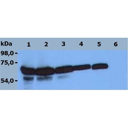 Western Blot - Anti-ZAP70 Antibody [ZAP-03] (A85696) - Antibodies.com