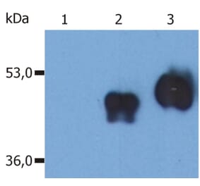 Western Blot - Anti-CD14 Antibody [MEM-18] (A85709) - Antibodies.com