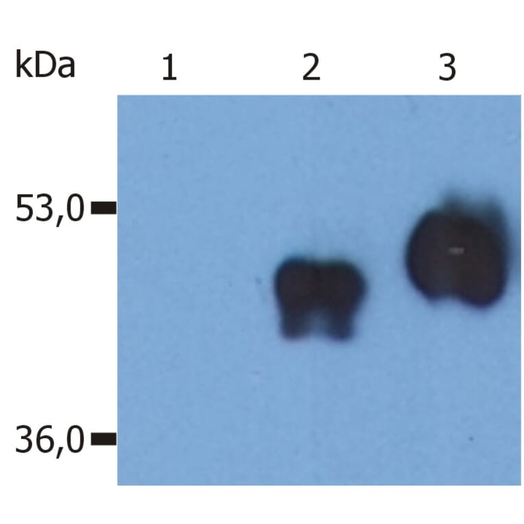 Western Blot - Anti-CD14 Antibody [MEM-18] (A85709) - Antibodies.com