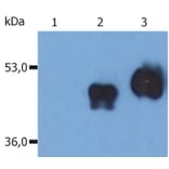 Western Blot - Anti-CD14 Antibody [MEM-18] (A85709) - Antibodies.com