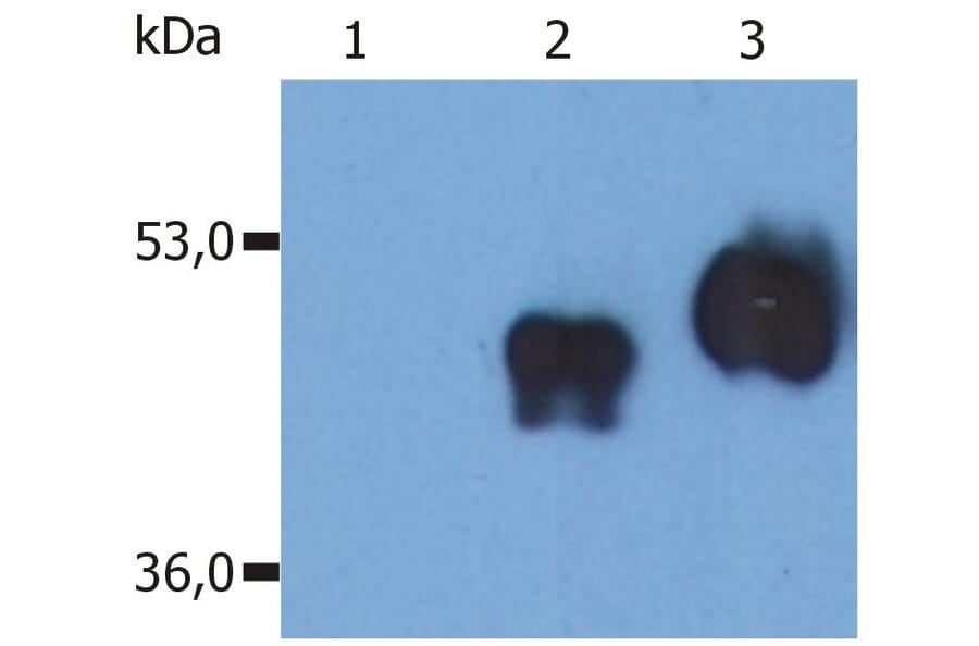WB - Anti-CD14 Antibody [MEM-18] (A85710)