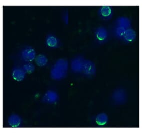 ICC - Anti-CD62L Antibody [IVA94] (A85718)