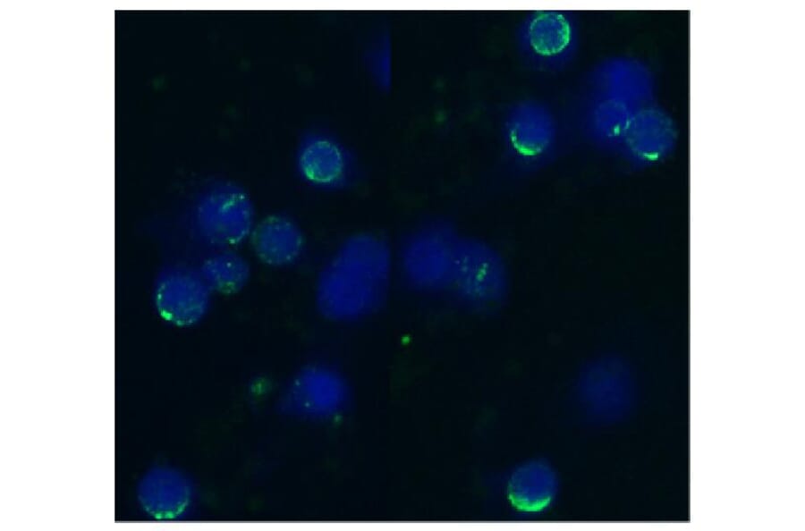 ICC - Anti-CD62L Antibody [IVA94] (A85718)