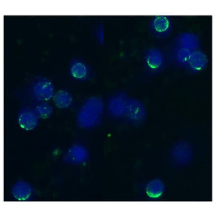 ICC - Anti-CD62L Antibody [IVA94] (A85718)