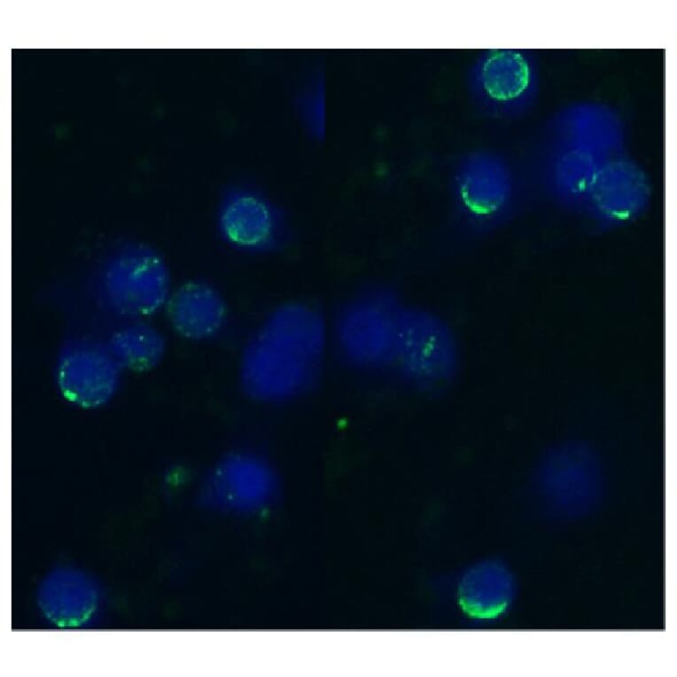 ICC - Anti-CD62L Antibody [IVA94] (A85718)