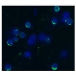 ICC - Anti-CD62L Antibody [IVA94] (A85718)