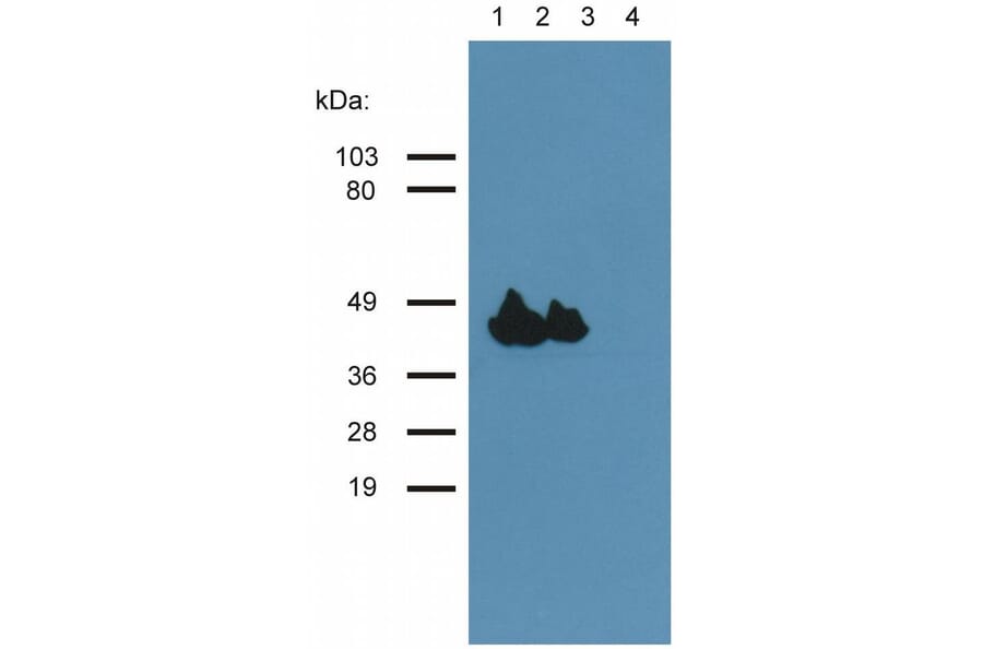 WB - Anti-muscle Actin Antibody [HHF35] (A85719)