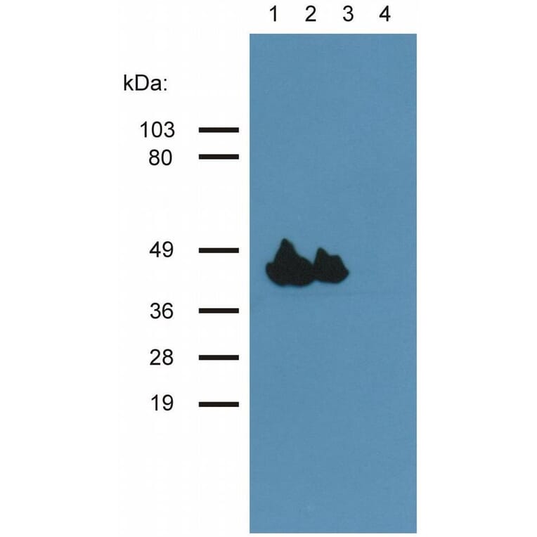 WB - Anti-muscle Actin Antibody [HHF35] (A85719)