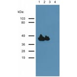 WB - Anti-muscle Actin Antibody [HHF35] (A85719)