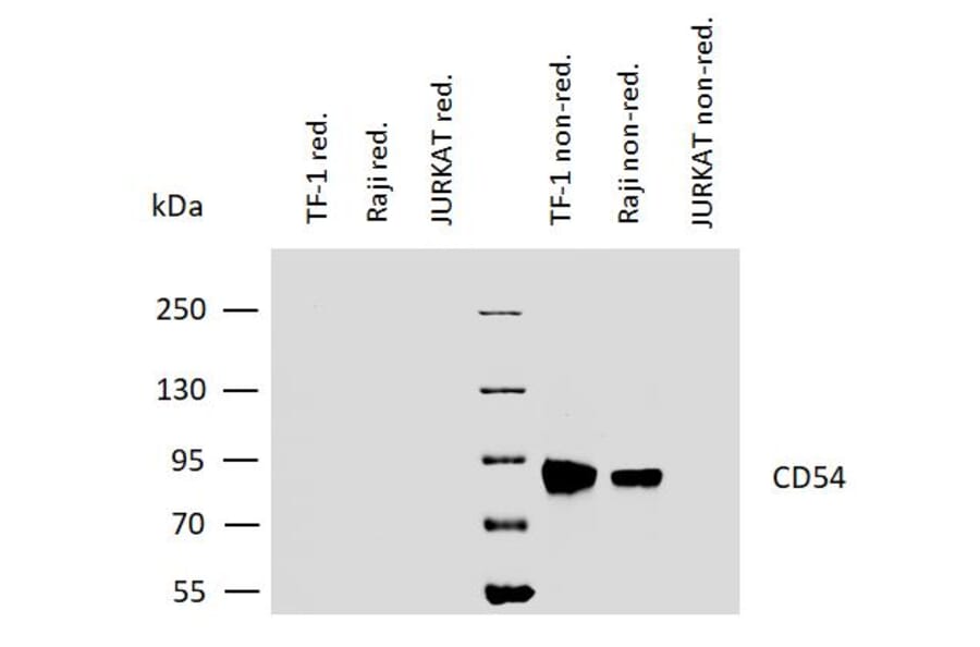 WB - Anti-ICAM1 Antibody [1H4] - BSA and Azide free (A85721)