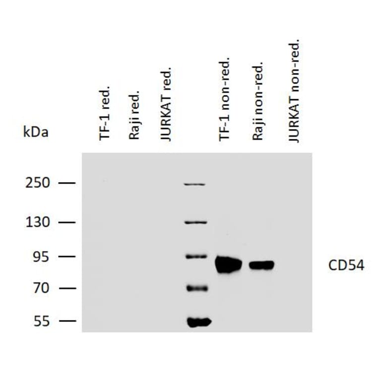 WB - Anti-ICAM1 Antibody [1H4] - BSA and Azide free (A85721)