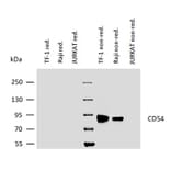 WB - Anti-ICAM1 Antibody [1H4] - BSA and Azide free (A85721)