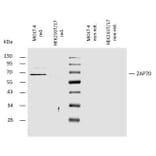 WB - Anti-ZAP70 Antibody (A85726)
