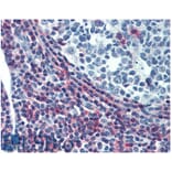 IHC - Anti-ICAM3 Antibody [MEM-04] - Low endotoxin, Azide free (A85729)