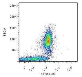 Flow Cytometry - Anti-CD55 Antibody [MEM-118] (FITC) (A85753)