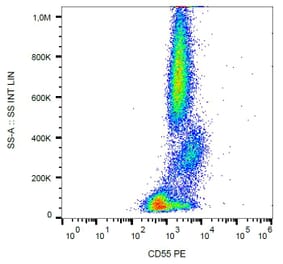 Flow Cytometry - Anti-CD55 Antibody [MEM-118] (PE) (A85754)