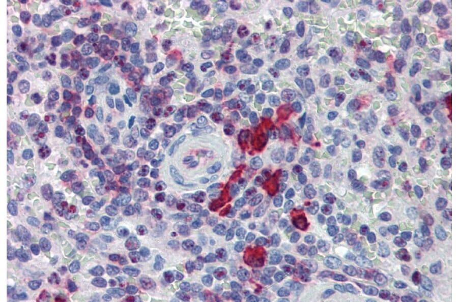 Immunohistochemistry - Anti-NTAL Antibody (A85757) - Antibodies.com