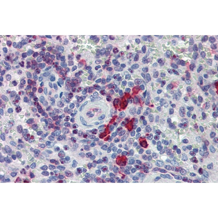 Immunohistochemistry - Anti-NTAL Antibody (A85757) - Antibodies.com