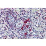 Immunohistochemistry - Anti-NTAL Antibody (A85757) - Antibodies.com