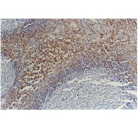 IHC - Anti-CD45RB Antibody [MEM-55] (A85780)